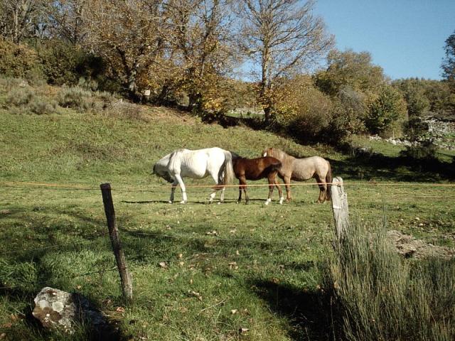 Cabalos en Viana