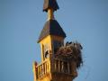 Torre Urdiales y nido cigueña