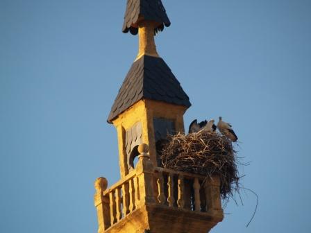 Torre Urdiales y nido ciguea
