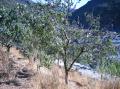 Árbol de nisos en Ciñera