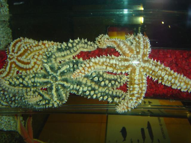 Estrellas De Mar ( Aquarium Finisterrae)