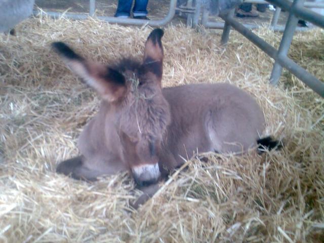 burro beb